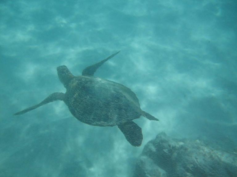 underwater2.jpg