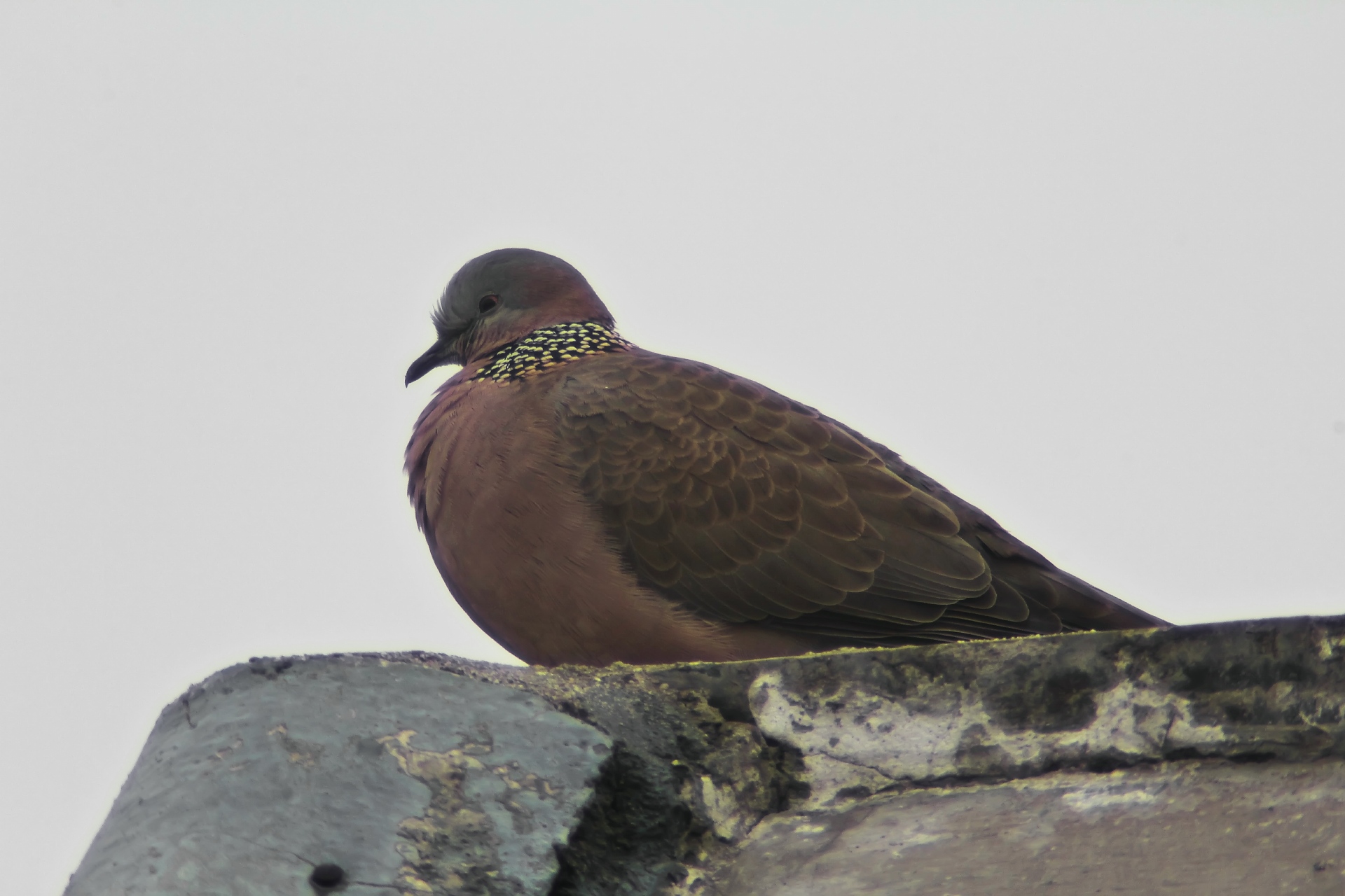 IMG_7565.JPG