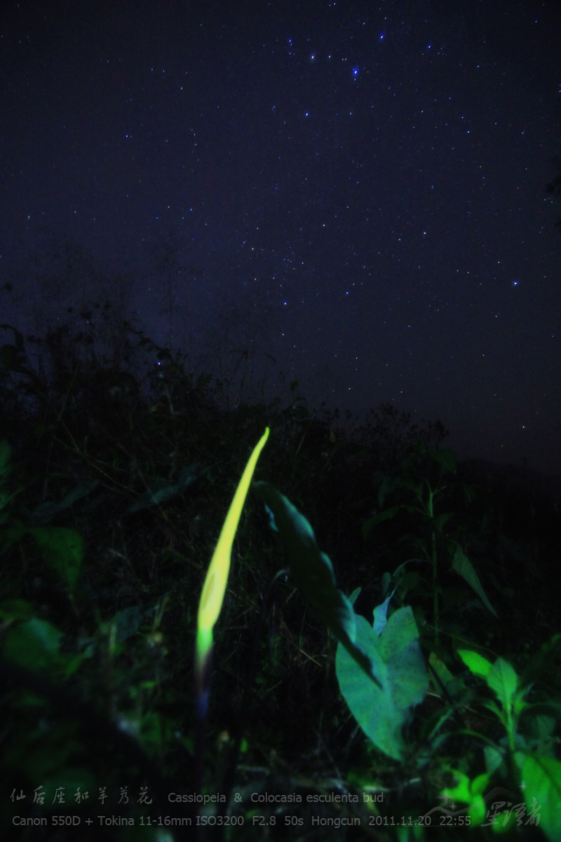 07仙后座和芋艿花.jpg