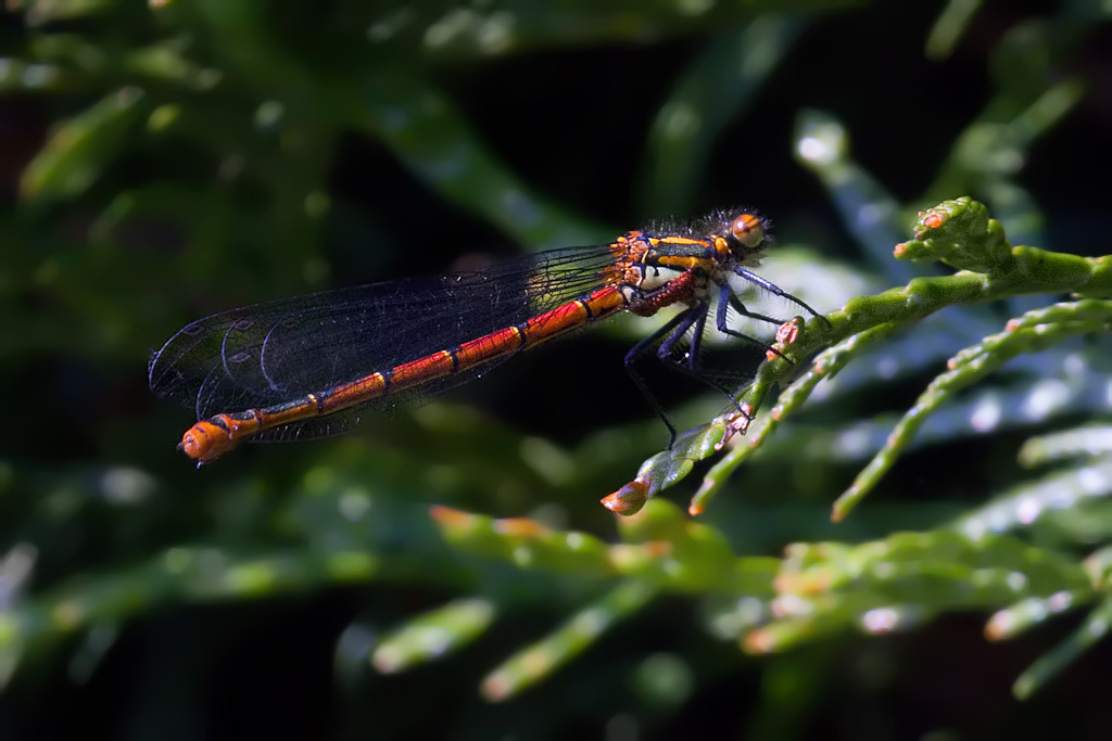 Damselfly2.jpg