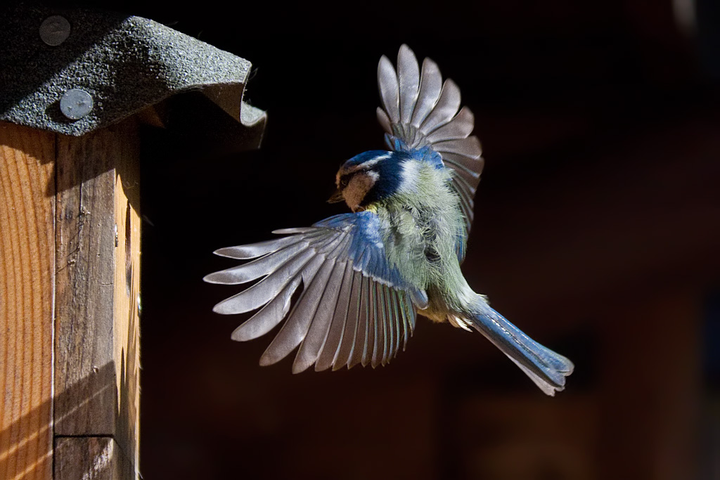 Blue_Tit_49.jpg