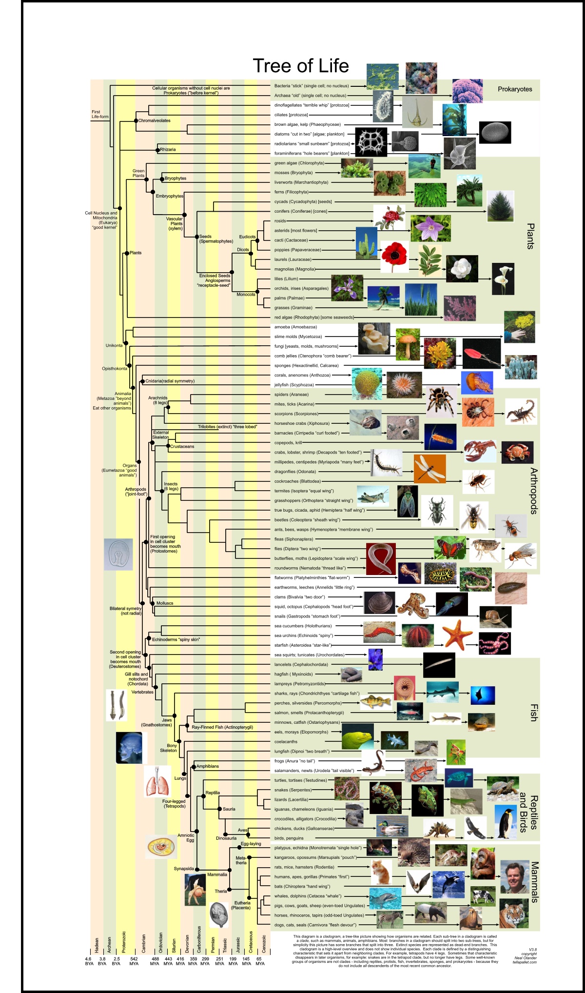 TreeOfLife.jpg