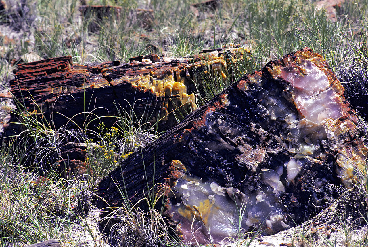 1280px-Petrified_wood_in_Petrified_Forest_National_Park.jpg