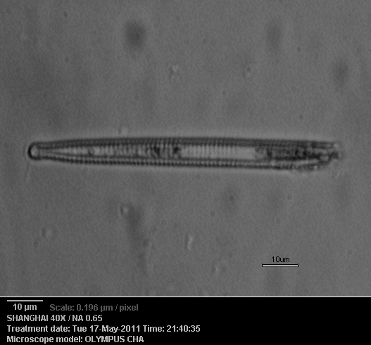 2011-04-13-20.42.43 ZS PMax-sc.jpg