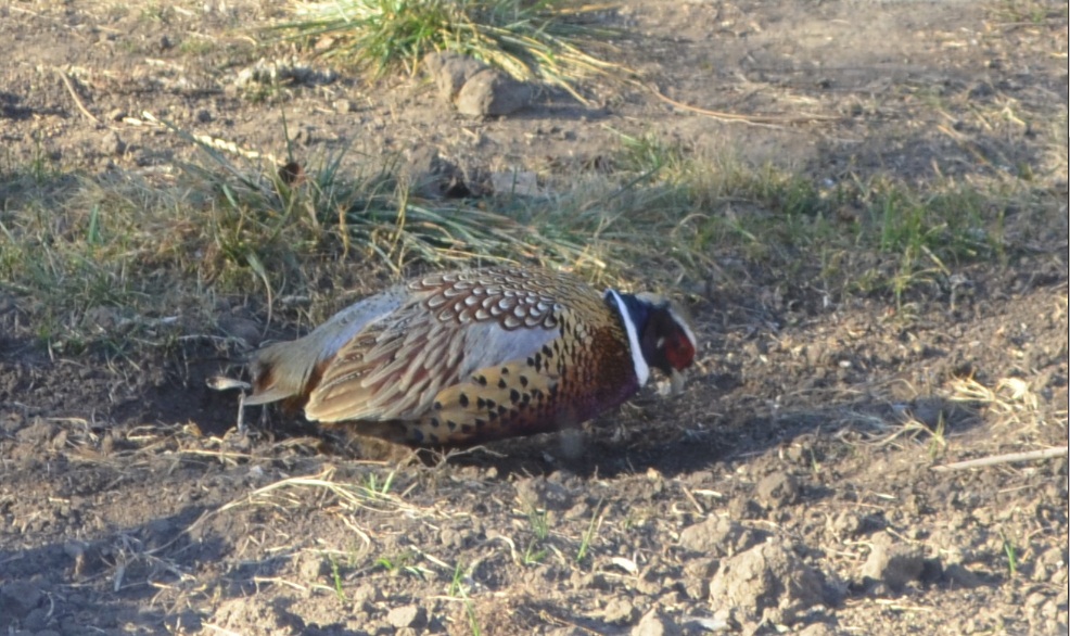 pheasant.jpg