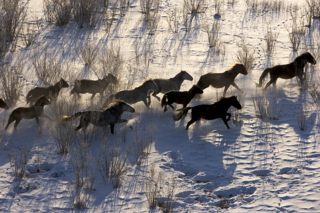 Buryat horses in the wild on the shores of the Baïkal lake, Siberia, Russia.jpg