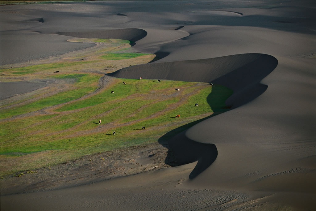 Dairy cows passing between dunes, Maule province, Chile.jpg