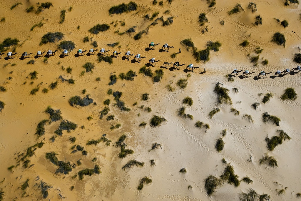 Dromedary caravan near Tichit, Mauritania1.jpg