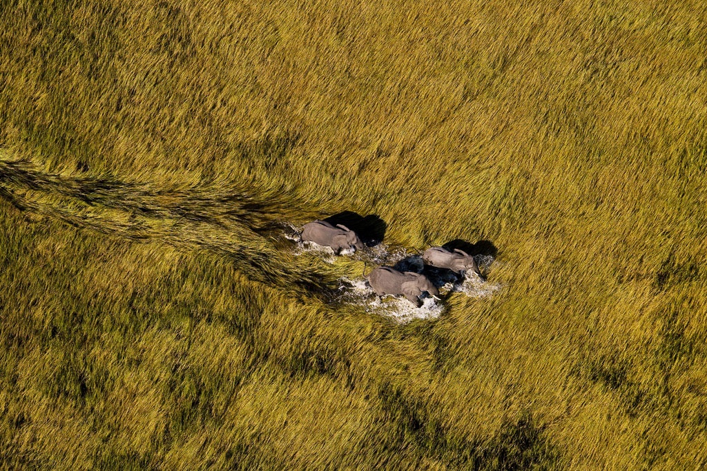 Elephants in a swamp, Okavango delta, Botswana.jpg