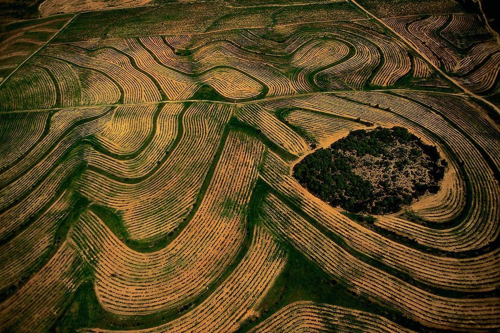 Fields near the town of Hammamet, Nabeul governatorate, Tunisia.jpg