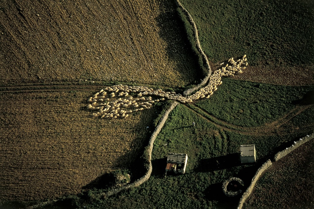 Flock of sheep in a field, Tunisia.jpg