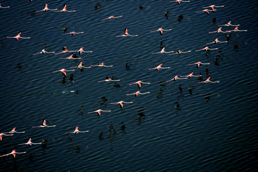 Flamingos, Al-Jabbu salt lake near Aleppo, Syria.jpg