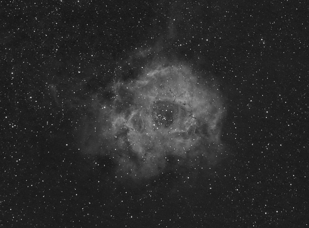 rosette 100%crop.jpg