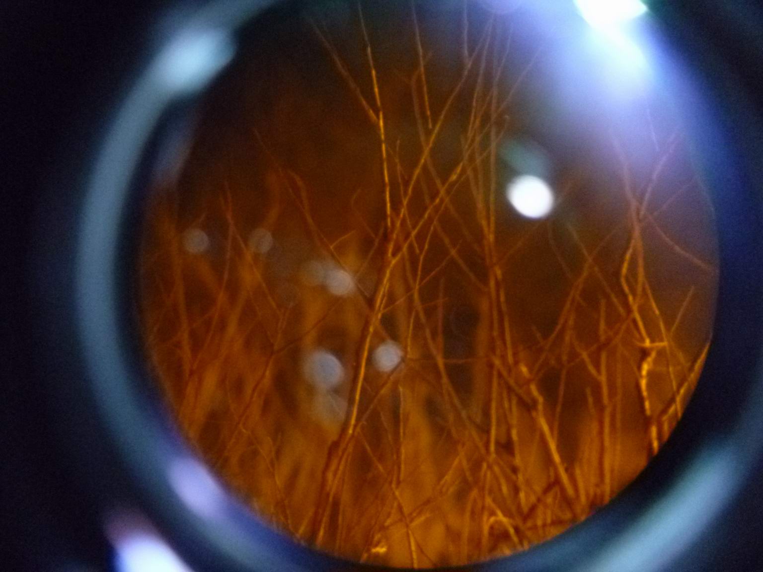 P1000283.JPG