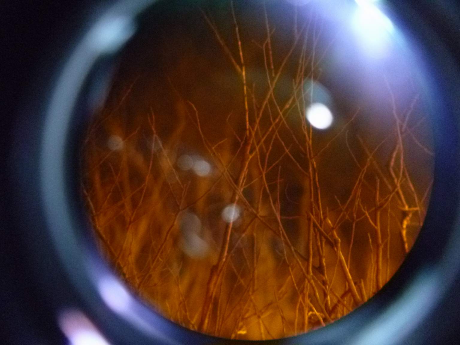 P1000285.JPG