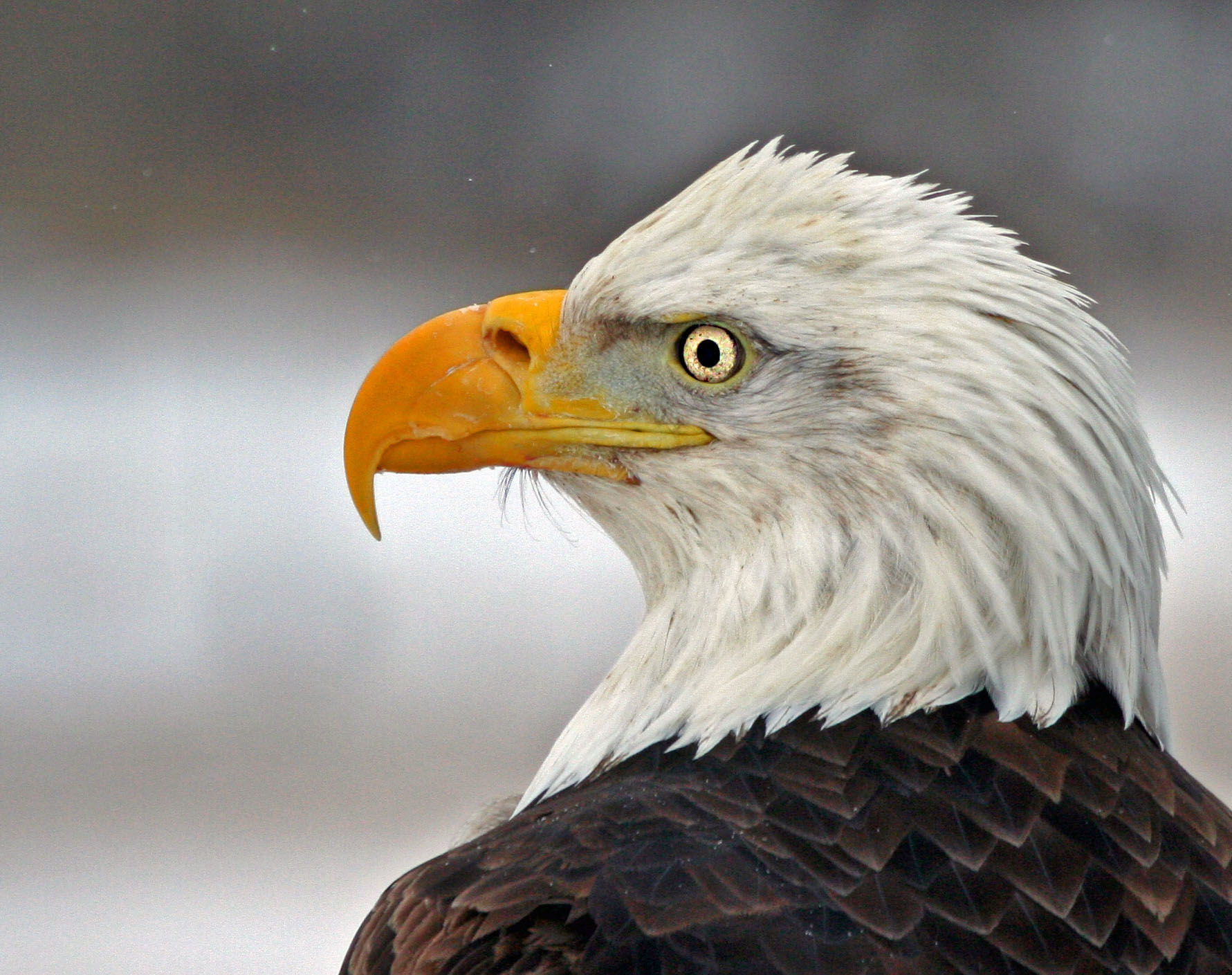 Bald Eagle2-020.jpg