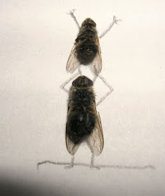 dead_flies_art_12.jpg