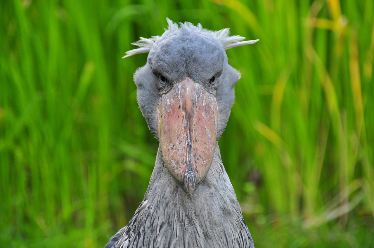 1280px-Balaeniceps_rex_(Schuhschnabel_-_Shoebill)_-_Weltvogelpark_Walsrode_2010-10.jpg