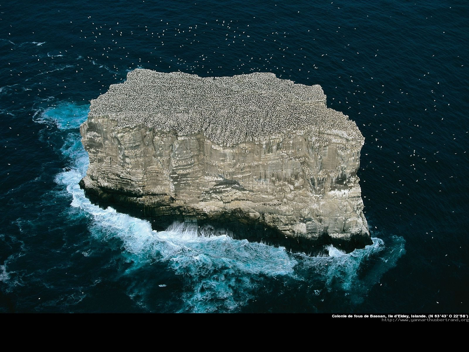 Gannet colony, Eldey island, Iceland.jpg