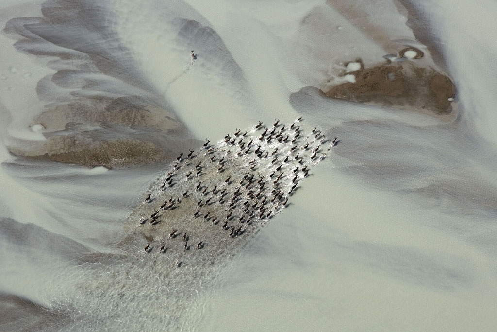 Herd of reindeer near Ivituut, Greenland.jpg