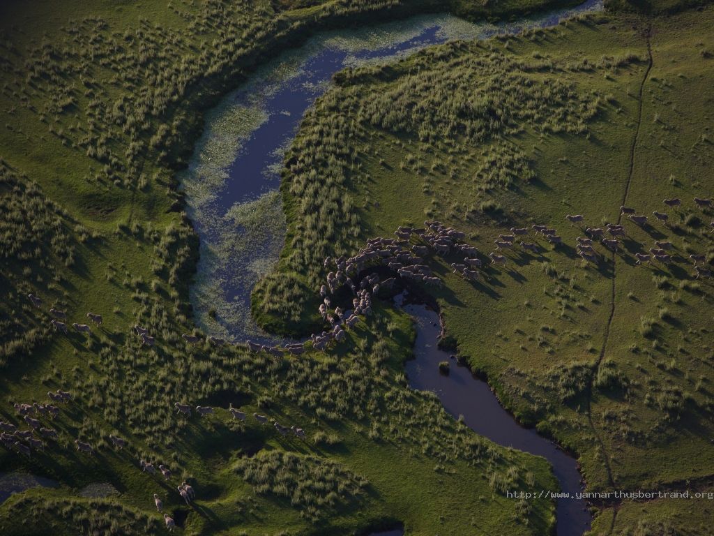 Herd of sheeps near the river Arerunguá, Salto Department, Eastern Republic of .jpg