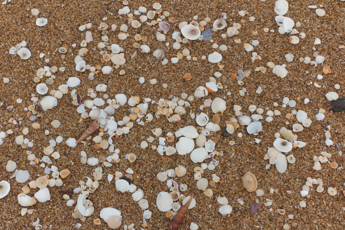 海滩上的贝壳.JPG
