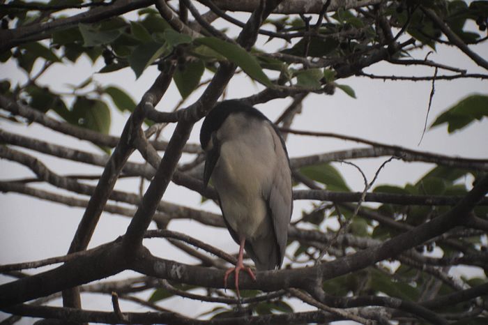 nEO_IMG_bird20120424007.jpg