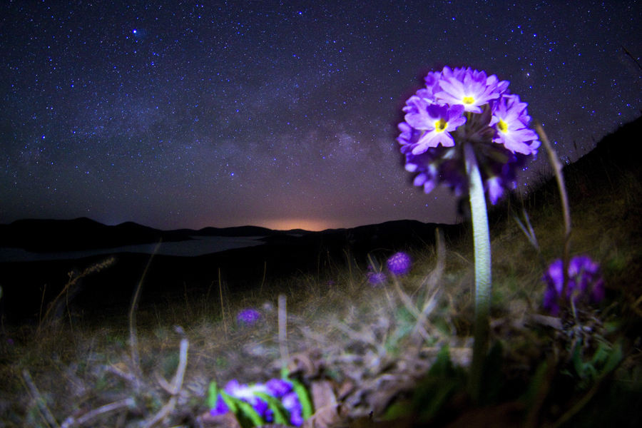 Primula denticulata Smith subsp. sinodenticulata 900.jpg