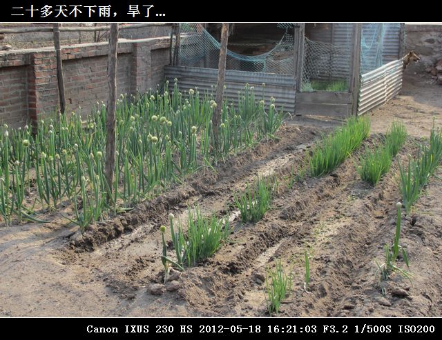 03二十多天不下雨，旱了...IMG_0577.jpg