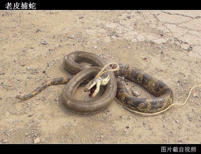 12老皮捕蛇（视频截图）.jpg