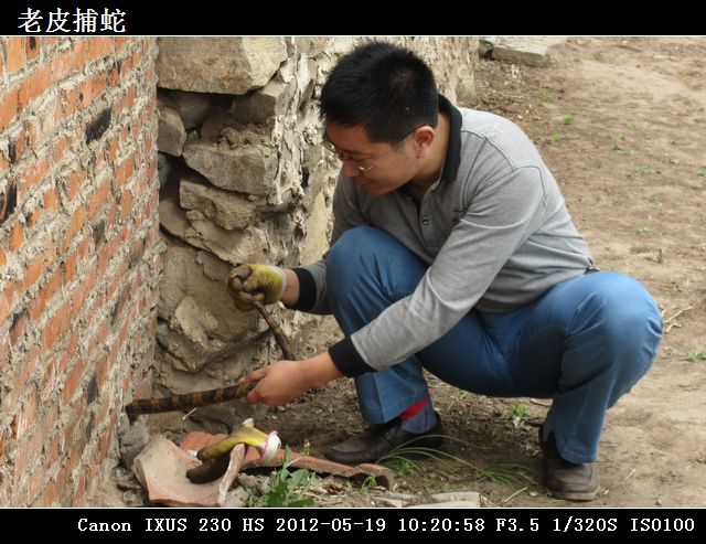 11老皮捕蛇IMG_0609.jpg