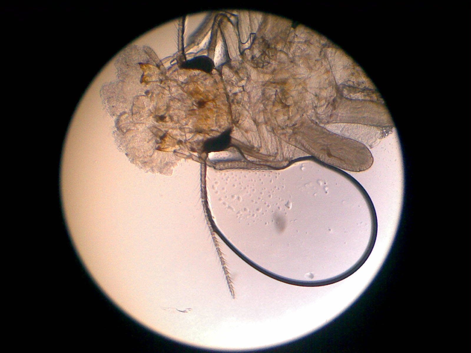 100倍20120617(024).jpg