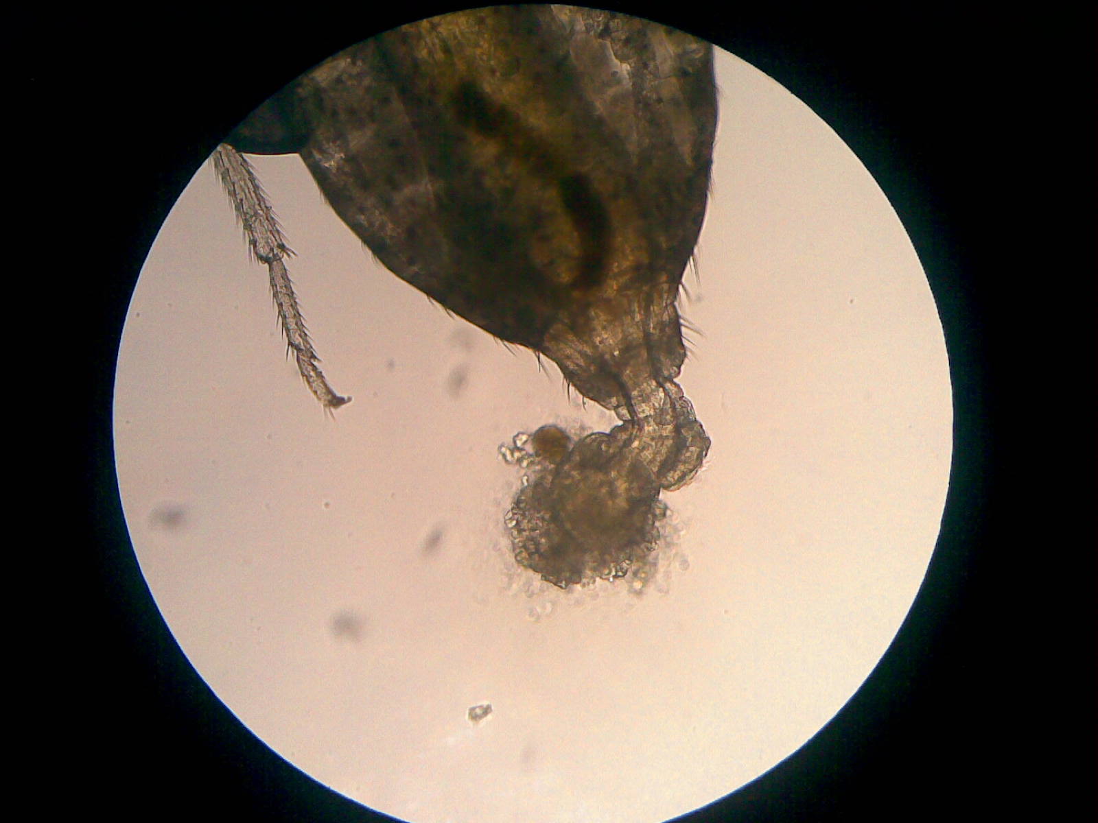 400倍20120617(007).jpg