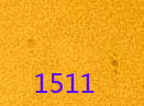 1511.jpg