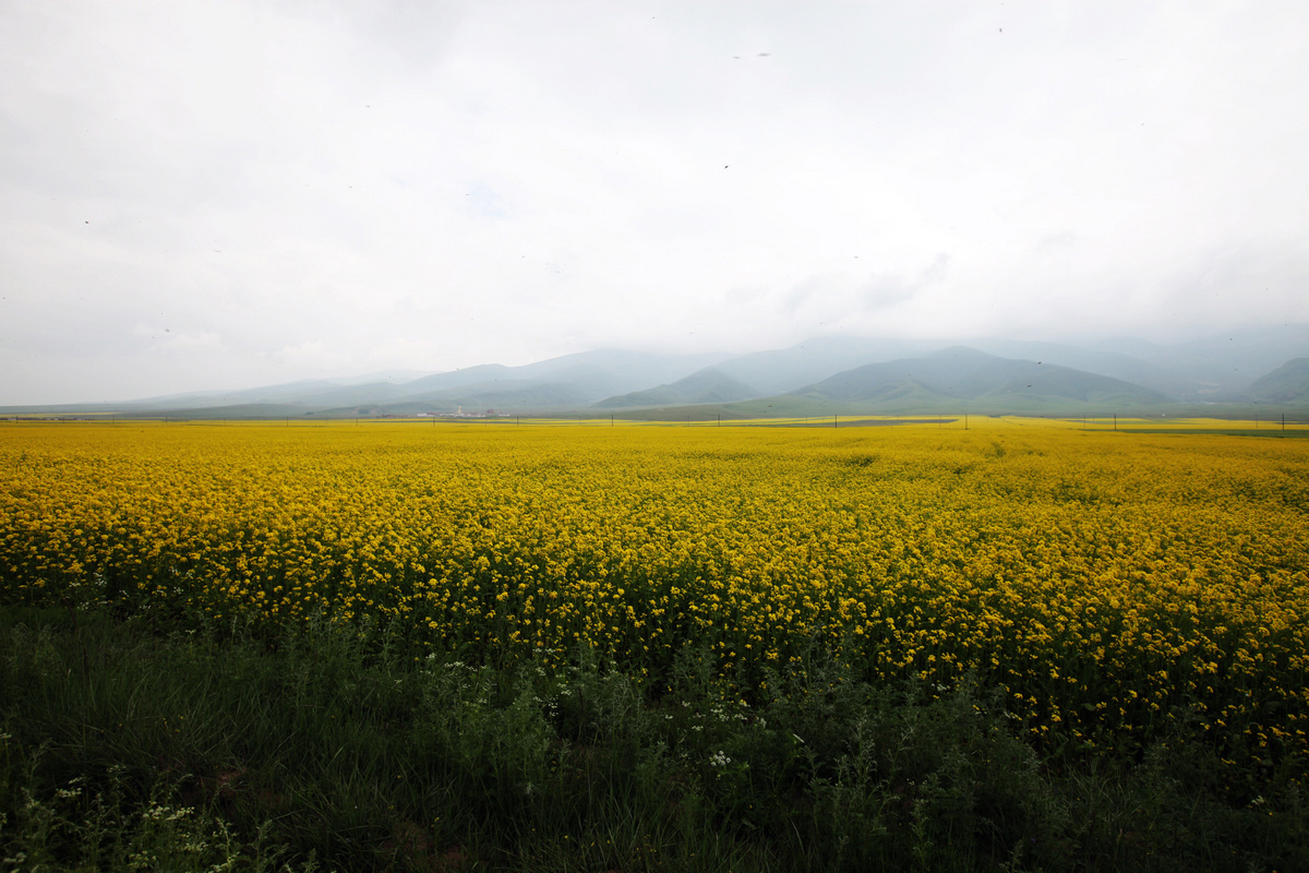 油菜花_山.jpg