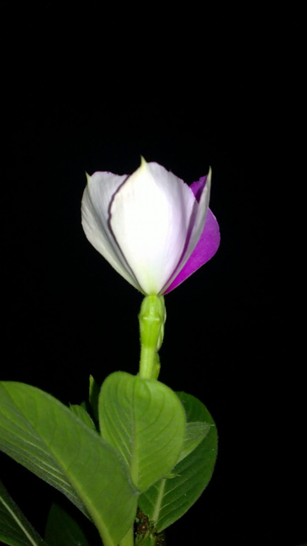 20120719497.jpg