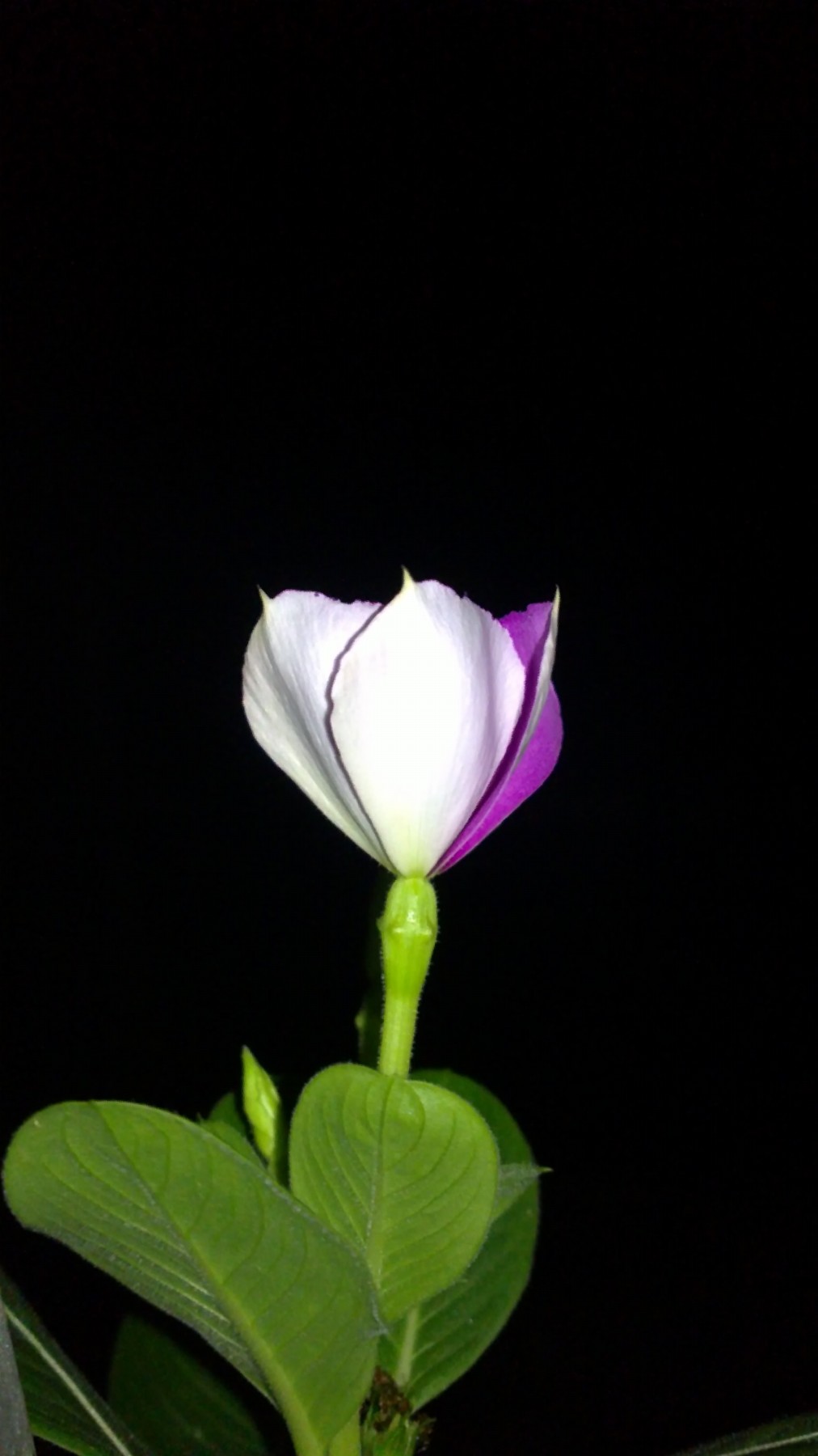 20120719498.jpg