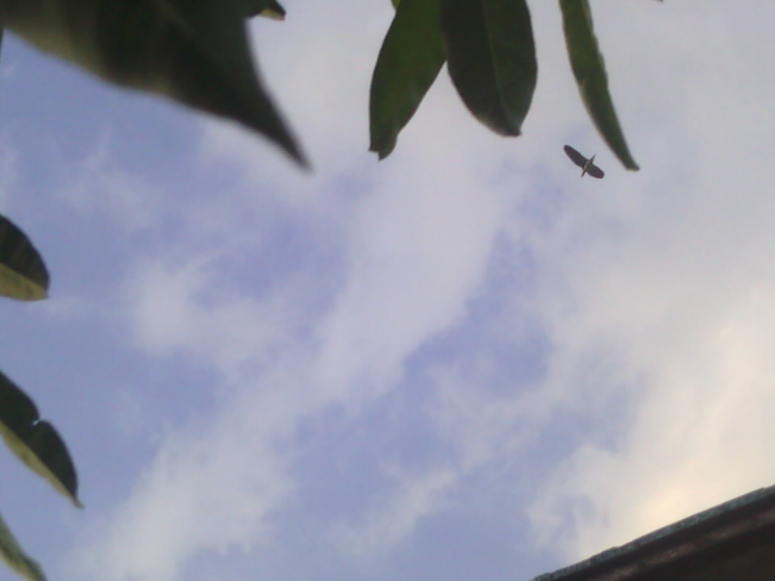 IMG_20120702_181523.jpg