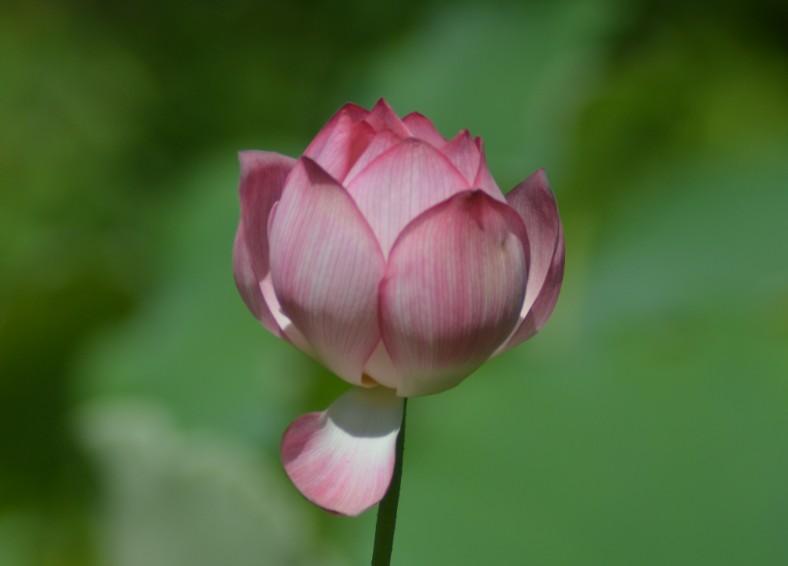 荷花.jpg