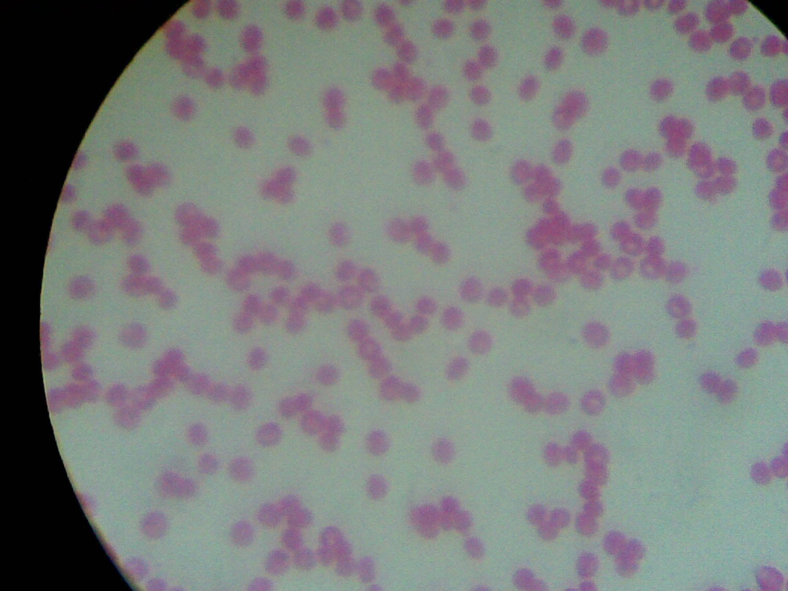 红细胞(01).jpg