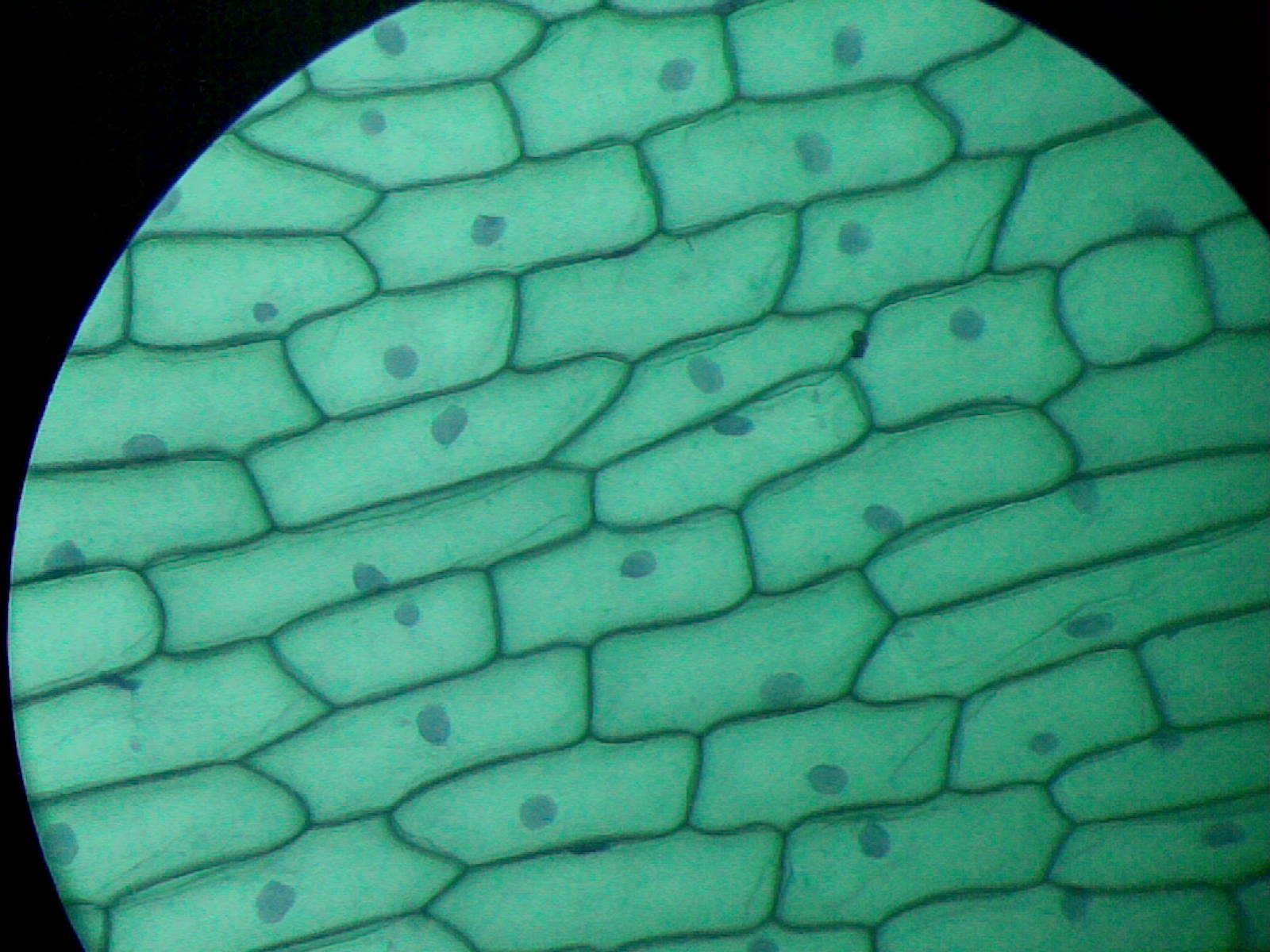 洋葱表皮细胞(02).jpg
