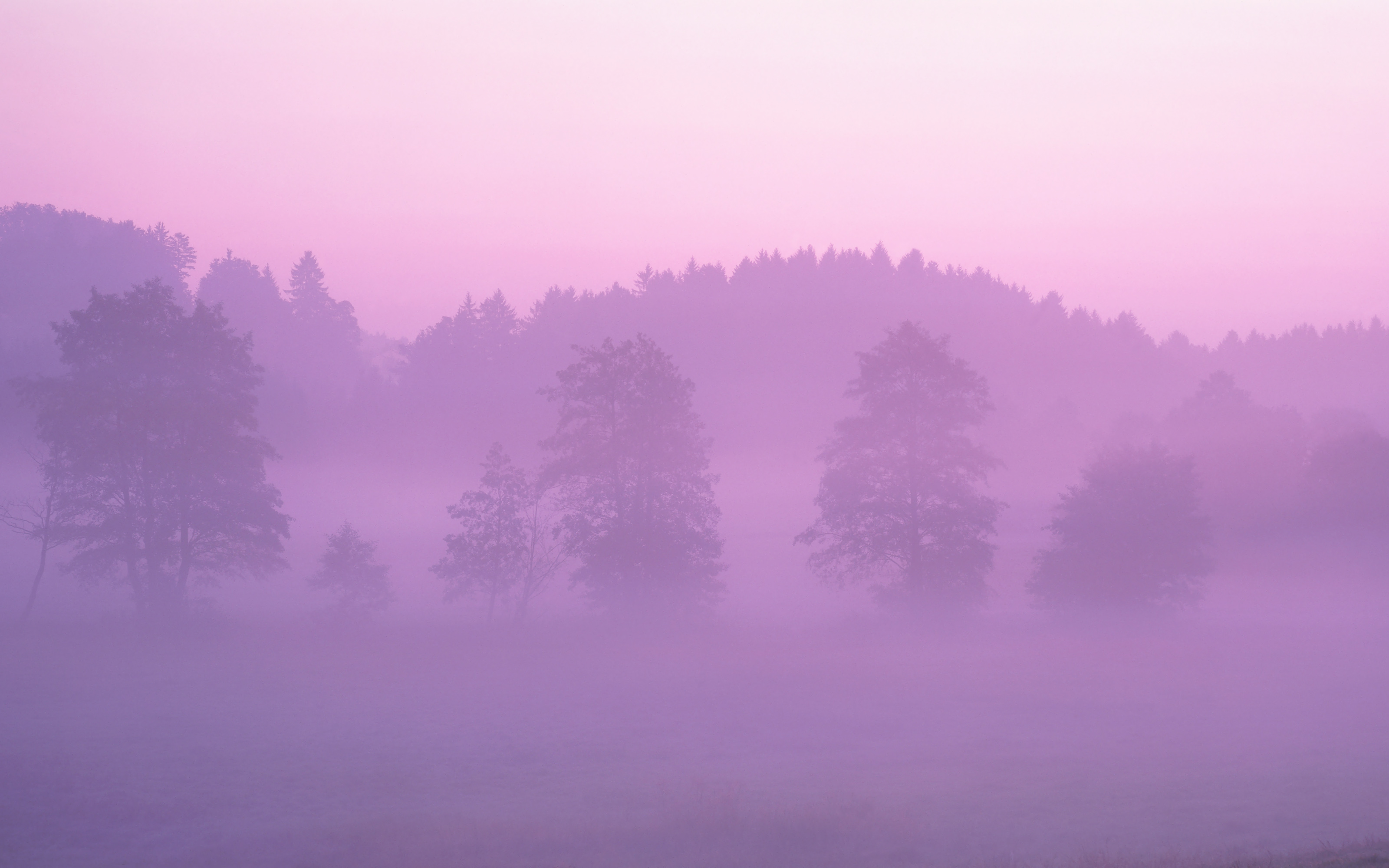 Pink Forest.jpg