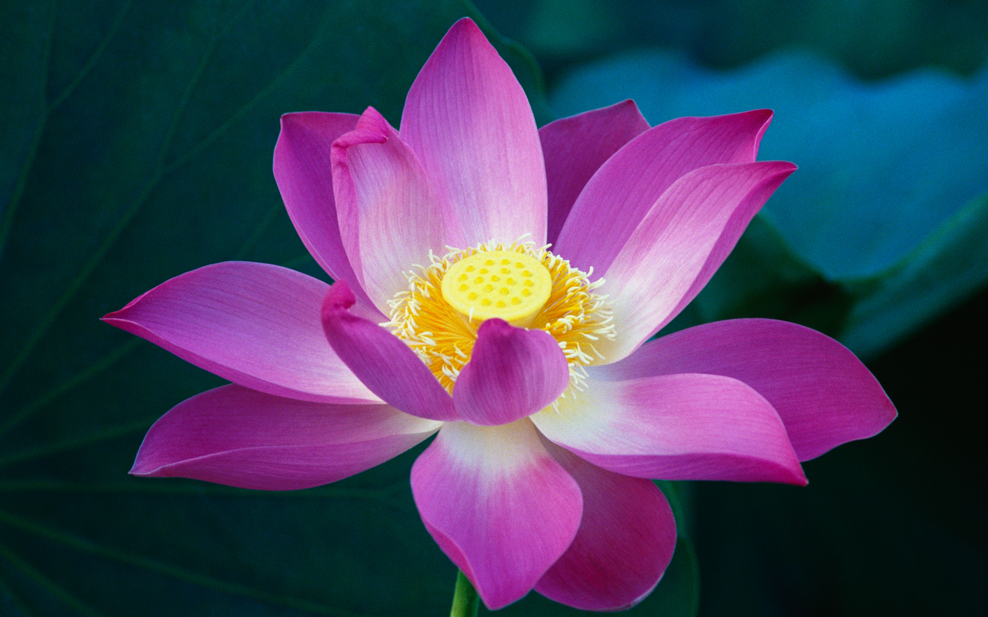 Pink Lotus Flower.jpg