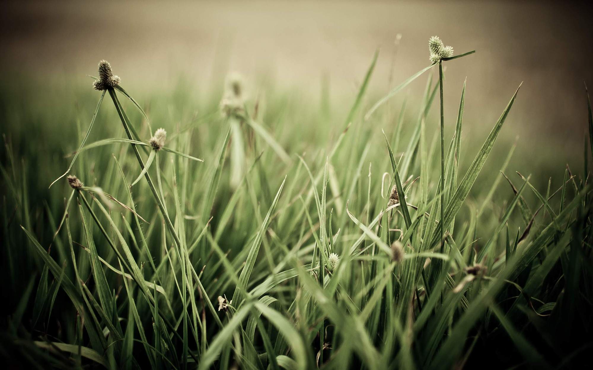 The_Grass_aint_Greener_by_fix_pena.jpg