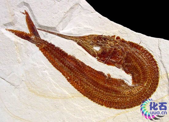 Aspidorhynchus acutirostris.jpg