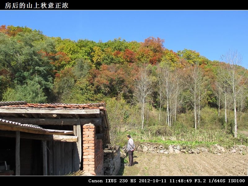 21-房后的山上秋意正浓IMG_3734.jpg