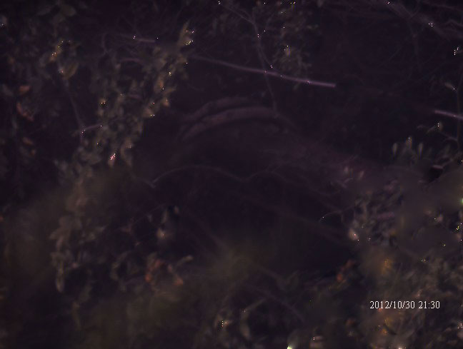 TREE.jpg