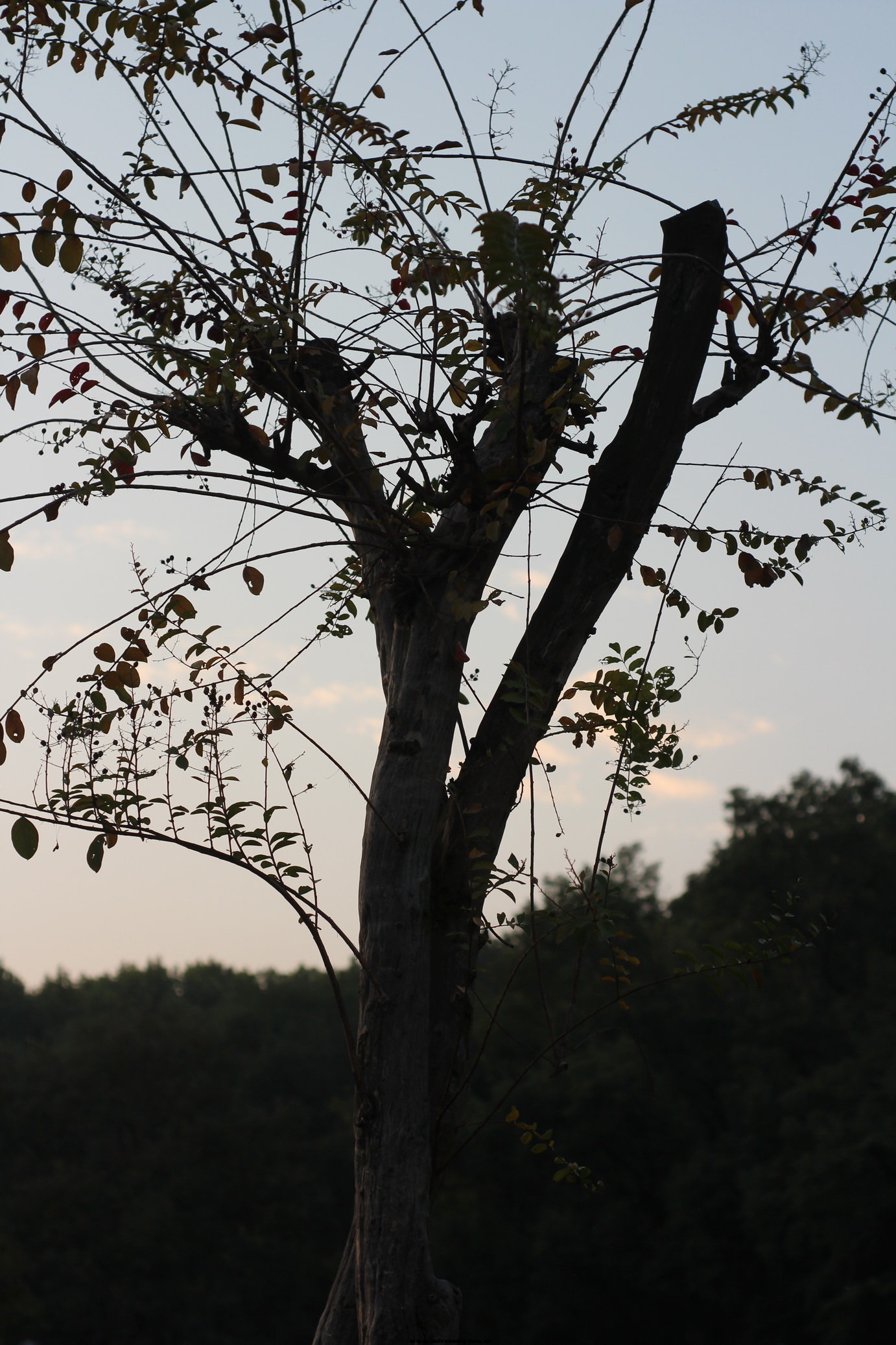 IMG_9783_调整大小.JPG