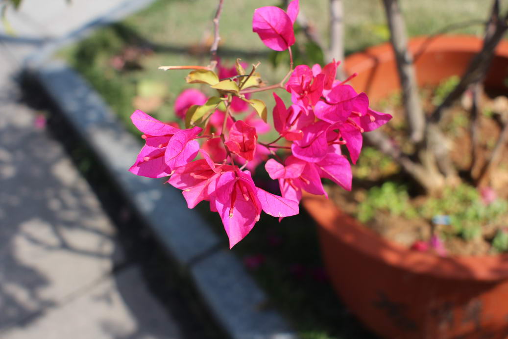 IMG_9959_调整大小.JPG