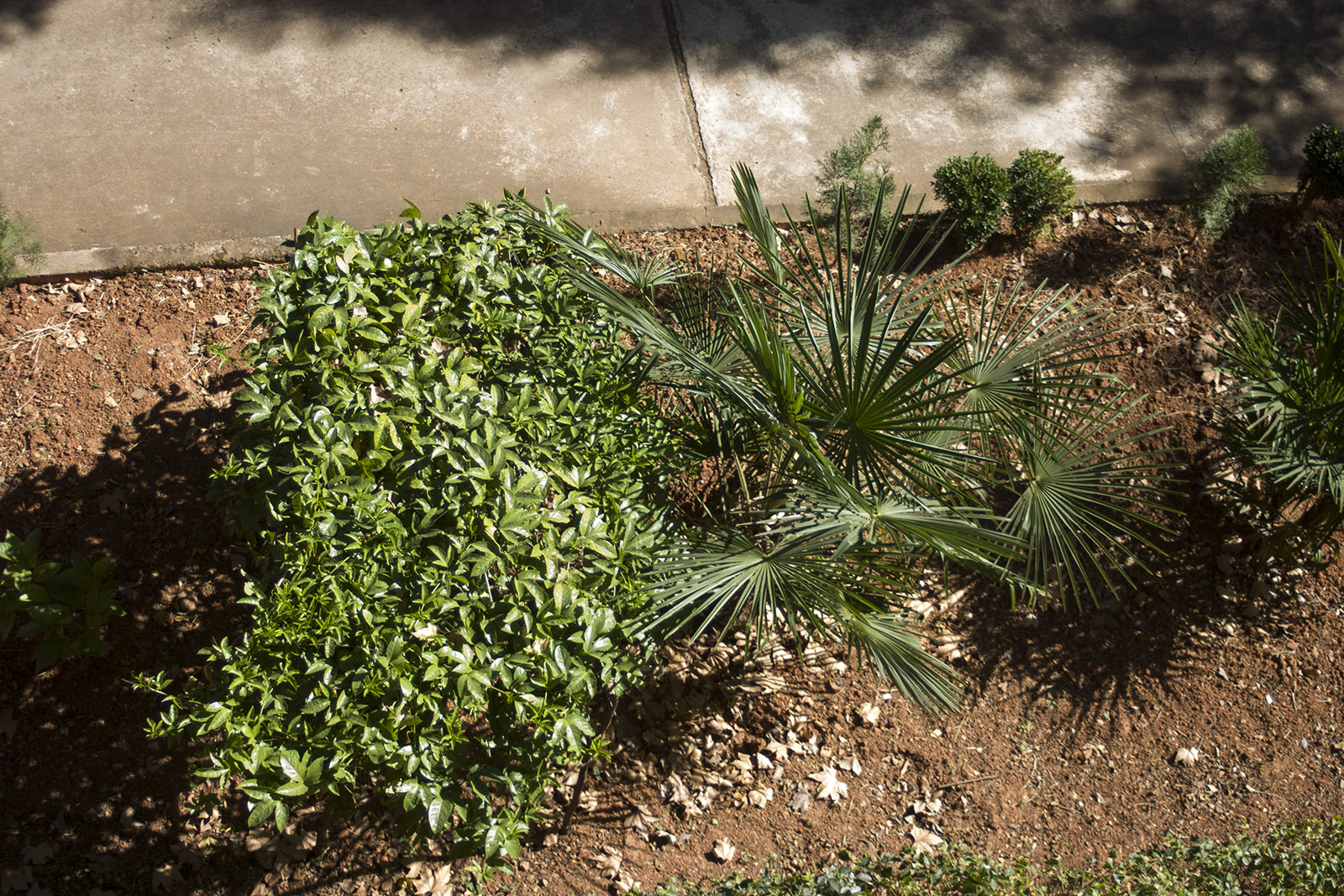 CRW_0001.jpg